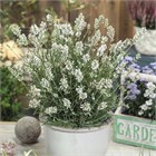 Лаванда торч минти айс 2572