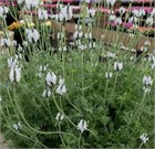 Лаванда торч минти айс 2572