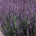 Шалфей дварф блю квин 2574