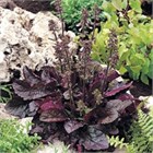 Шалфей волкано парпл 2575