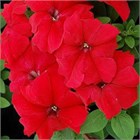 Петуния грандифлора лимбо джи пи ред 2578