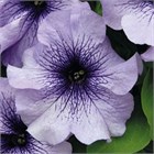 Петуния драже грандифлора лимбо джи пи блю вейнд 2579