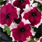 Петуния драже грандифлора лимбо джи пи бургунди пикотти 2580