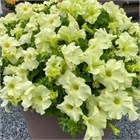 Петуния драже грандифлора лимбо джи пи еллоу лайм 2583