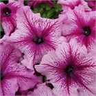 Петуния драже грандифлора лимбо джи пи орхидей вейн 2585