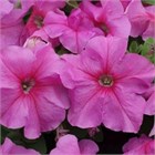 Петуния драже грандифлора лимбо джи пи пинк 2586