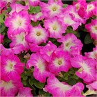 Петуния драже грандифлора лимбо джи пи пинк морн 2587