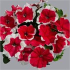 Петуния драже грандифлора лимбо джи пи ред пикотти 2590