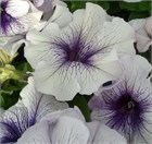 Петуния драже грандифлора лимбо джи пи сильвер блю 2592