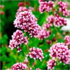 Душица нарядная 2593