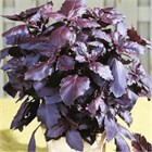 Базилик дарк опал 2596