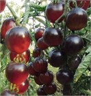 Томат каскад шоколадны1 2606