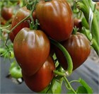 Томат Бычье сердце шоколадное 2607