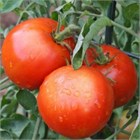Томат Андромеда f1 2611