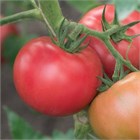 Томат Сударь f1 2612