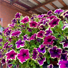 Фанфара Эклипс 2645