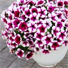 Sweetunia Hot Pink Touch 2646