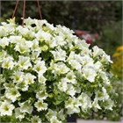 Cascadias hit of lime 2649