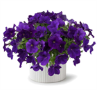 Cascadias indigo 2651