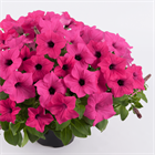 Сурфинья sumo rose 2653