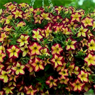 Surfinia star yellow 2654