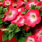 Surfinia coral morn 2656