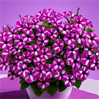 Петуния mini Vista raspberry star 2657