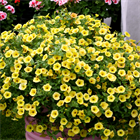 Петуния mini Vista yellow 2658