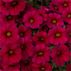 Петуния Pethoa crimson red 2661