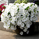 Петуния опера white каскадная 2662