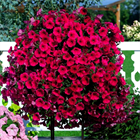 Петуния гигант тайдал red velour 2664