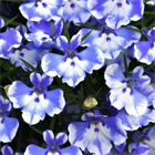 Лобелия Curacao blue bay 2671