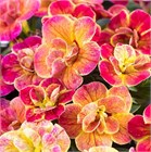 Калибрахоа Сhameleon Desert Rose 2676