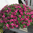 Калибрахоа Oro Double Magenta 2677