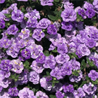 Калибрахоа MiniFamous Neo Double Loopy Lavander 2679