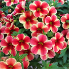 Калибрахоа Volcano Sunset 2682