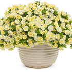 Калибрахоа Superbells Double Cream 2685