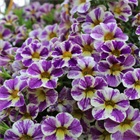 Калибрахоа Candy Shop grape splash 2689