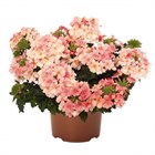 Вербена empress flyer peache 2691