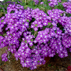 Вербена vanessa optik lavander 2692