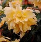 Бегония беллекония crem yellow 2693