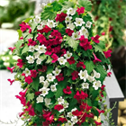 Лофос красны 2702