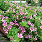 Бакопа гулливер пинк 2703