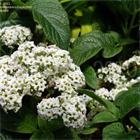 Гелиотроп Marin white 2707