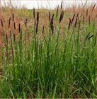 Лисохвост тростниковый 2710