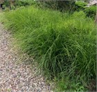 Осока лисовидная 2717