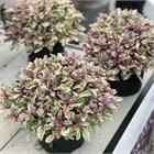 Аюга принцесса надя 2718