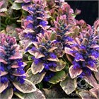 Аюга бургунди глоу 2719