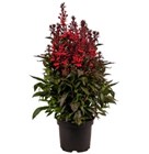 Лобелия огненная квин Виктория 2723