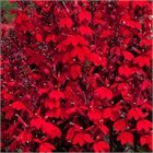 Лобелия огненная квин Виктория 2723